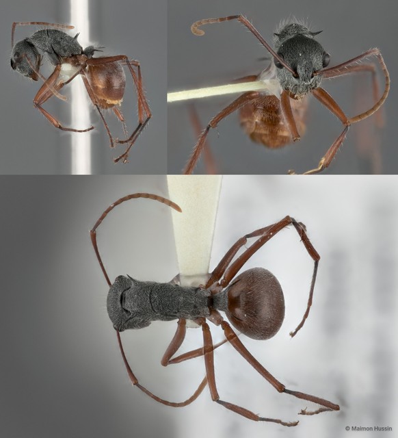 Polyrhachis (Myrmhopla) bicolor•&copy; Maimon Hussin•All Rights Reserved