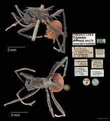 Polyrhachis (Myrmhopla) armata defensa•&copy; Ang Yuchen•All Rights Reserved
