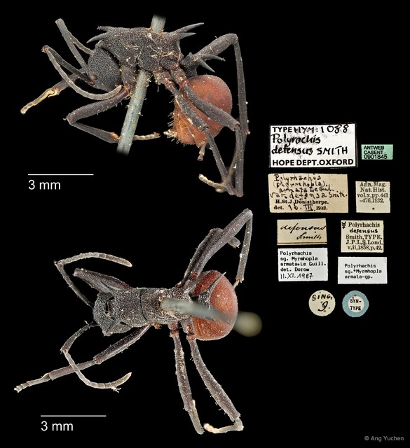 Polyrhachis (Myrmhopla) armata defensa•&copy; Ang Yuchen•All Rights Reserved