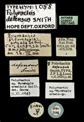Polyrhachis (Myrmhopla) armata defensa•All Rights ReservedMuseum Label