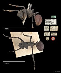 Polyrhachis (Myrmhopla) hector•&copy; Ang Yuchen•All Rights Reserved