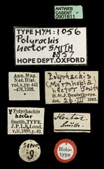 Polyrhachis (Myrmhopla) hector•All Rights ReservedMuseum Label