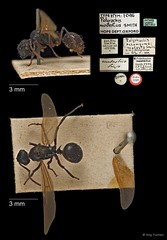Polyrhachis (Myrmhopla) modesta•&copy; Ang Yuchen•All Rights Reserved