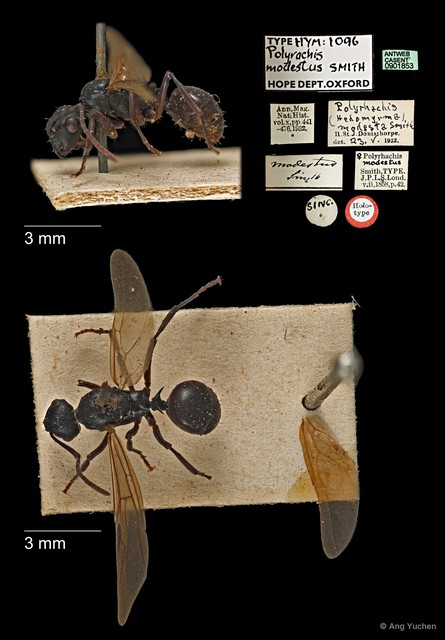 Polyrhachis (Myrmhopla) modesta•&copy; Ang Yuchen•All Rights Reserved