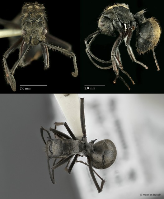 Polyrhachis (Myrma) proxima•&copy; Maimon Hussin•All Rights Reserved