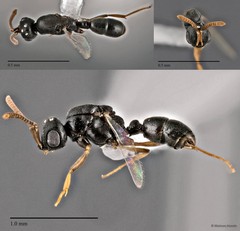 Probolomyrmex vieti