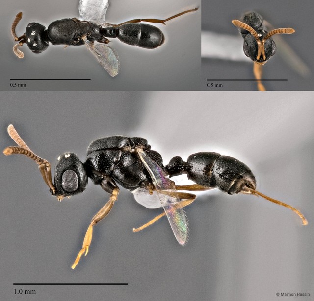 Probolomyrmex vieti•&copy; Maimon Hussin•All Rights Reserved