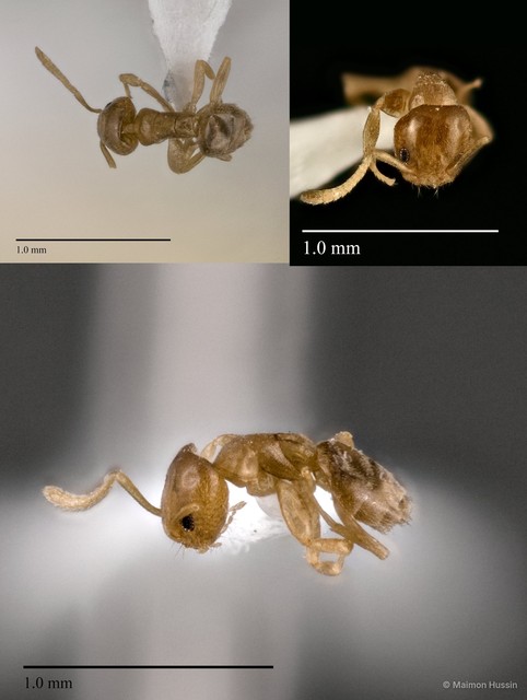 Tapinoma sp. "3_WW"•&copy; Maimon Hussin•All Rights Reserved