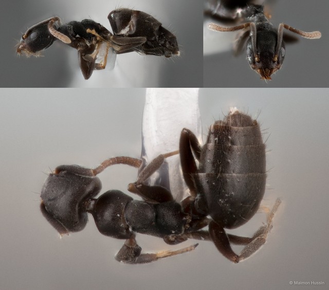 Technomyrmex albipes•&copy; Maimon Hussin•All Rights Reserved