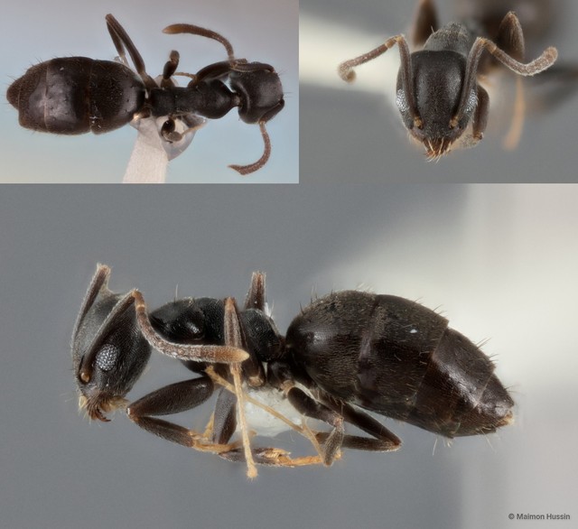 Technomyrmex vitiensis•&copy; Maimon Hussin•All Rights Reserved