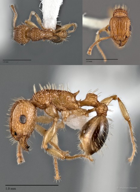 Tetramorium bicarinatum•&copy; Maimon Hussin•All Rights Reserved