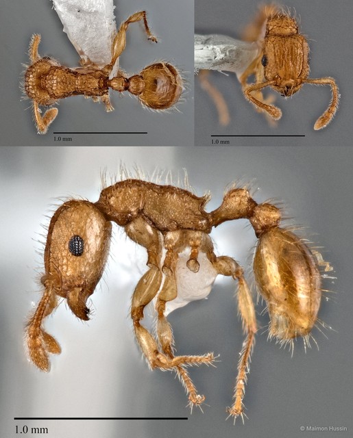 Tetramorium obtusidens•&copy; Maimon Hussin•All Rights Reserved
