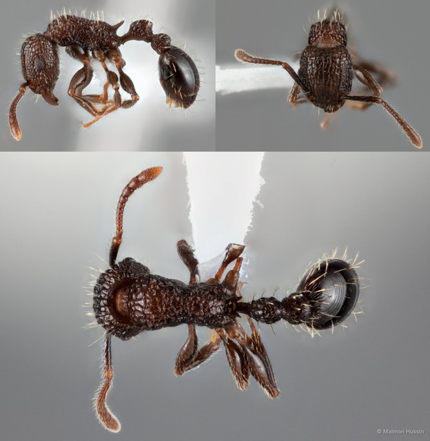 Tetramorium pacificum•&copy; Maimon Hussin•All Rights Reserved