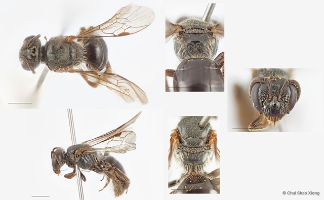 Lasioglossum (Homalictus) sp. "1 nr. latitarse"•&copy; Chui Shao Xiong•All Rights Reserved