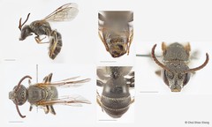 Lasioglossum (Ctenonomia) sp. "1 [nr. vagans, larger, orange not white hair, denser T2 punctures]"•&copy; Chui Shao Xiong•All Rights Reserved