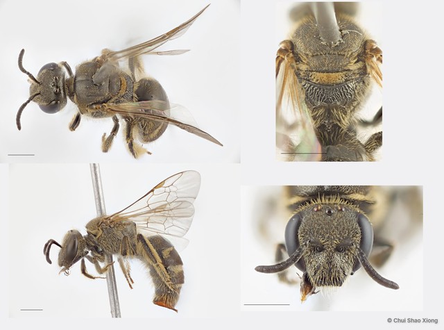 Lasioglossum (Ctenonomia) sp. "1 [nr. vagans, larger, orange not white hair, denser T2 punctures]"•&copy; Chui Shao Xiong•All Rights Reserved
