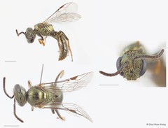 Lasioglossum (Homalictus) adonidiae•&copy; Chui Shao Xiong•All Rights Reserved