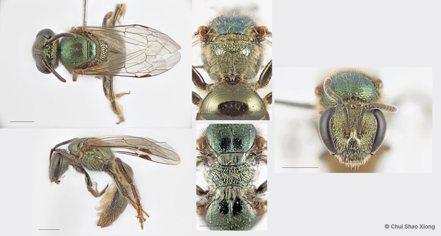 Lasioglossum (Homalictus) adonidiae•&copy; Chui Shao Xiong•All Rights Reserved