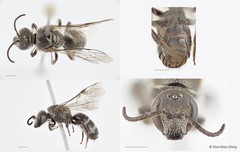 Lasioglossum (Ctenonomia) albescens•&copy; Chui Shao Xiong•All Rights Reserved