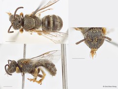 Lasioglossum (Ctenonomia) deliense•&copy; Chui Shao Xiong•All Rights Reserved