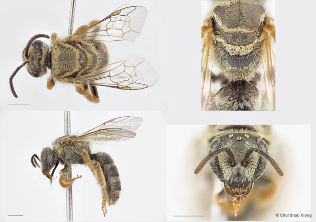 Lasioglossum (Ctenonomia) deliense•&copy; Chui Shao Xiong•All Rights Reserved