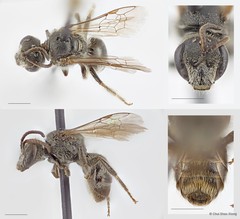 Lasioglossum (Ctenonomia) vagans•&copy; Chui Shao Xiong•All Rights Reserved