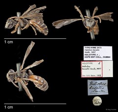 Lipotriches (Rhopalomelissa) ceratina•&copy; Ang Yuchen•All Rights Reserved
