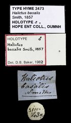 Lipotriches (Rhopalomelissa) ceratina•All Rights ReservedMuseum Label