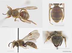 Lipotriches (Rhopalomelissa) minutula•&copy; Chui Shao Xiong•All Rights Reserved