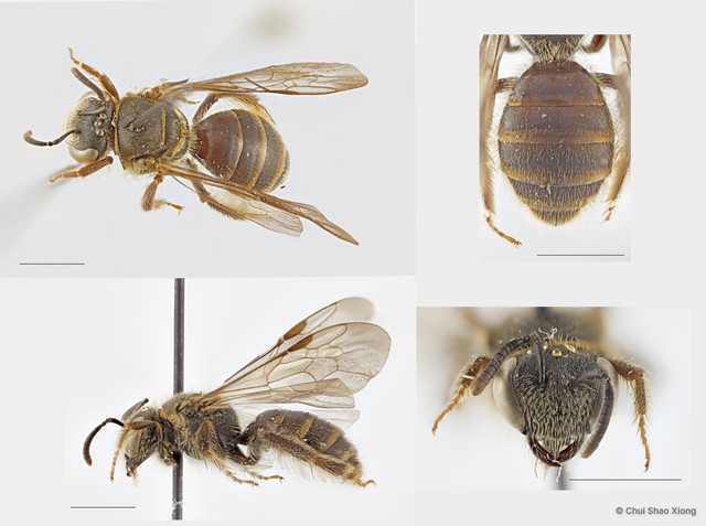 Lipotriches (Rhopalomelissa) minutula•&copy; Chui Shao Xiong•All Rights Reserved