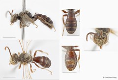 Lipotriches (Rhopalomelissa) minutula•&copy; Chui Shao Xiong•All Rights Reserved