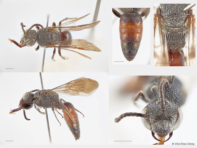Sphecodes sp. "4"•&copy; Chui Shao Xiong•All Rights Reserved