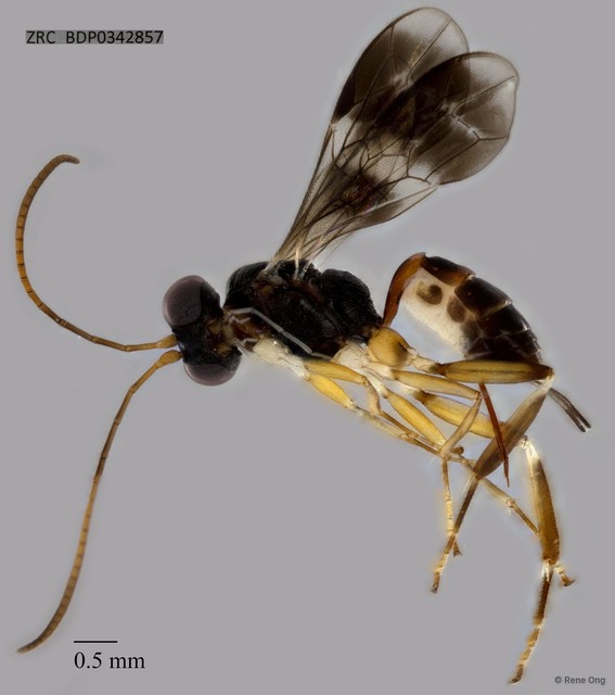 Ichneumonidae sp. "ZRCBDP0342857"•&copy; Rene Ong•All Rights Reserved