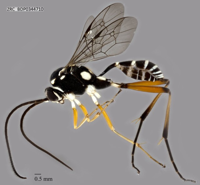 Ichneumonidae sp. "ZRCBDP0344710"•&copy; Rene Ong•All Rights Reserved