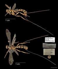 Epirhyssa flavopicta•&copy; Ang Yuchen•All Rights Reserved