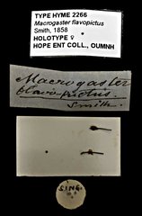 Epirhyssa flavopicta•All Rights ReservedMuseum Label