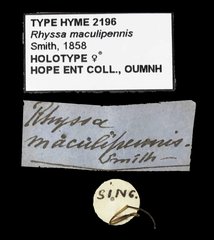 Lytarmes maculipennis•All Rights ReservedMuseum Label