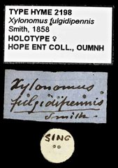Xorides fulgidipennis•All Rights ReservedMuseum Label