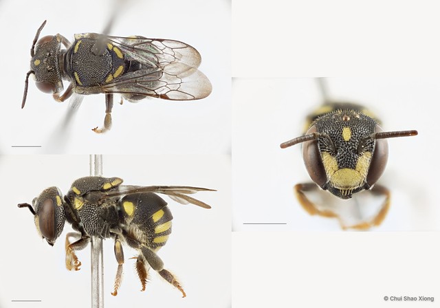 Anthidiellum (Pycnanthidium) smithii•&copy; Chui Shao Xiong•All Rights Reserved