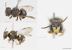 Anthidiellum (Pycnanthidium) smithii•&copy; Chui Shao Xiong•All Rights Reserved