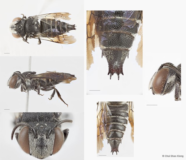 Coelioxys (Allocoelioxys) sp. "2"•&copy; Chui Shao Xiong•All Rights Reserved