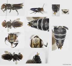 Coelioxys (Torridapis) sp. "n"•&copy; Chui Shao Xiong•All Rights Reserved