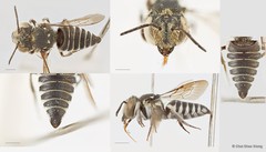 Coelioxys (Allocoelioxys) angulatus•&copy; Chui Shao Xiong•All Rights Reserved