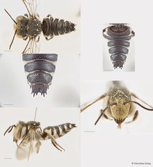 Coelioxys (Allocoelioxys) angulatus•&copy; Chui Shao Xiong•All Rights Reserved