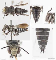 Coelioxys (Callosarissa) confusus•&copy; Chui Shao Xiong•All Rights Reserved