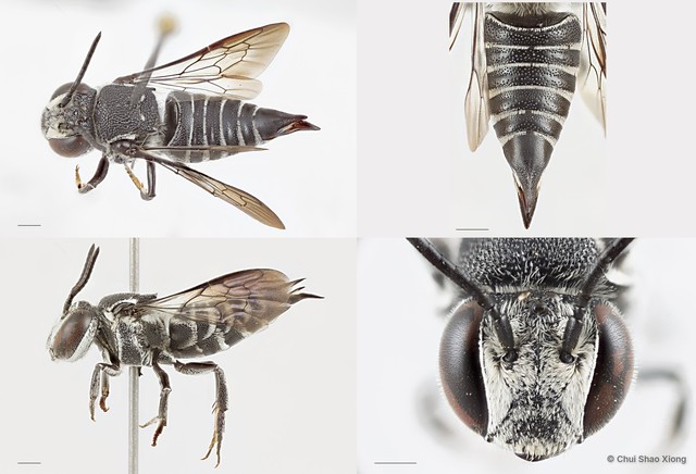 Coelioxys (Callosarissa) confusus•&copy; Chui Shao Xiong•All Rights Reserved