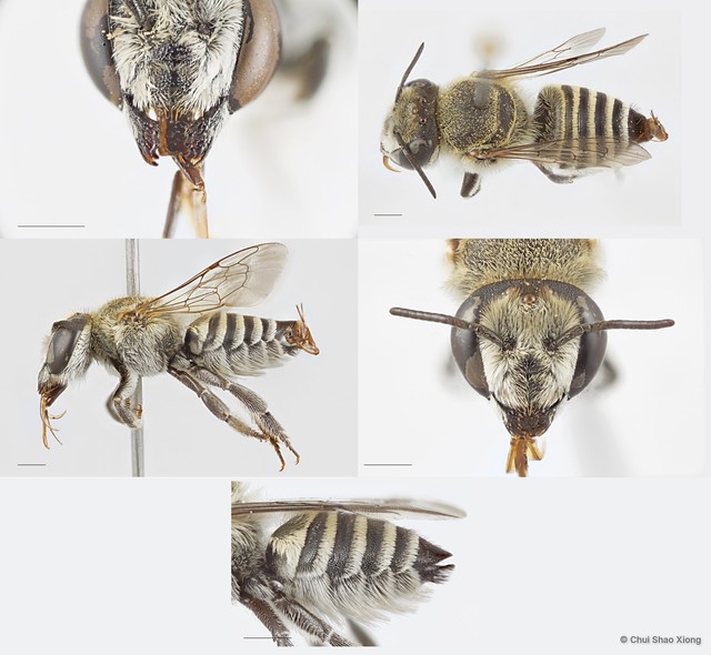 Megachile (Eutricharaea) sp. "1 [white scopa/crenulate T6]"•&copy; Chui Shao Xiong•All Rights Reserved
