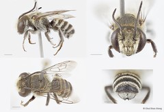 Megachile (Eutricharaea) sp. "1 [white scopa/crenulate T6]"•&copy; Chui Shao Xiong•All Rights Reserved