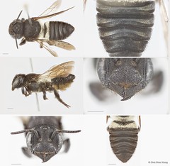 Megachile (Callomegachile) sp. "biroi group"•&copy; Chui Shao Xiong•All Rights Reserved