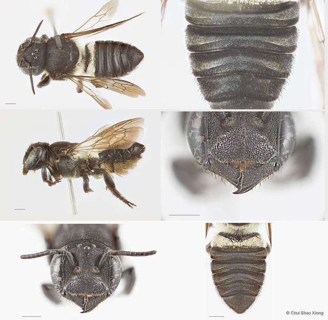 Megachile (Callomegachile) sp. "biroi group"•&copy; Chui Shao Xiong•All Rights Reserved